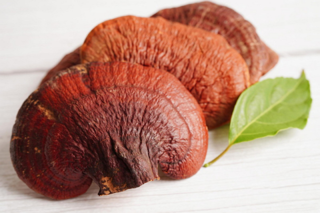 Reiši gljiva (Ganoderma lingzhi) - kineska gljiva besmrtnosti