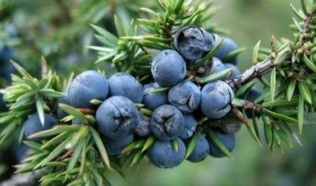 Kleka (Juniperus communis) - Lekovita dejstva moćne biljke kleke