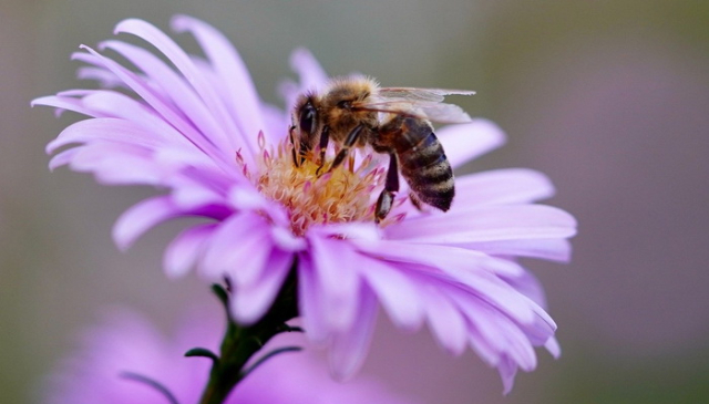 Propolis - proizvod pčela koji je odličan za imunitet, kožu i infekcije