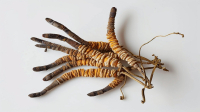 Cordyceps - Kordiceps gljiva i delovanje na zdravlje