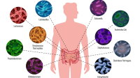 Ljudski mikrobiom: kako funkcioniše crevna flora + dijeta za zdravlje creva