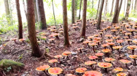 Odakle potiču gljive u kapsulama i zašto je važan kvalitet medicinskih gljiva
