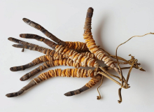 Cordyceps - Kordiceps gljiva i delovanje na zdravlje