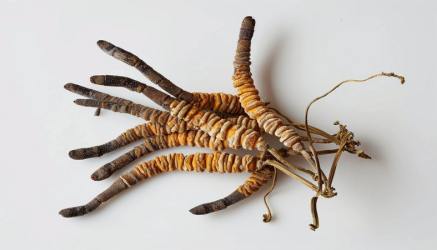 Cordyceps - Kordiceps gljiva i delovanje na zdravlje