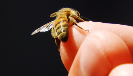 Apiterapija i lečenje MS - Kako se leči Multipla skleroza pčelama