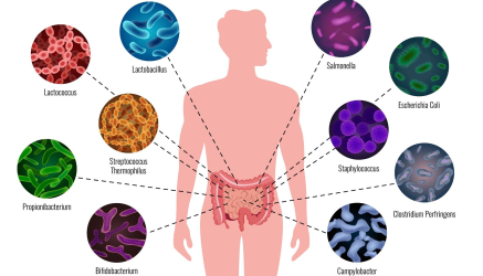 Ljudski mikrobiom: kako funkcioniše crevna flora + dijeta za zdravlje creva