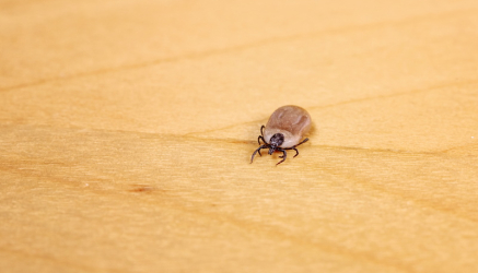 Ujed krpelja, bakterija Borrelia i autoimune bolesti