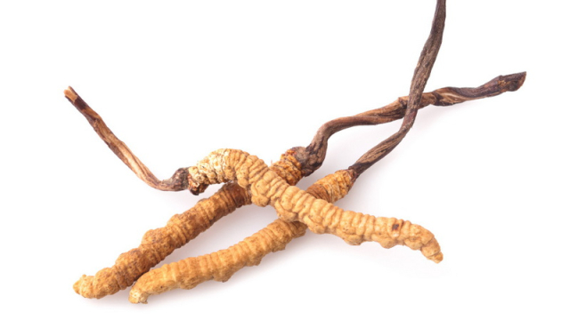 Kordiceps gljiva (Cordyceps sinensis) koja daje energiju - Tibetansko zlato
