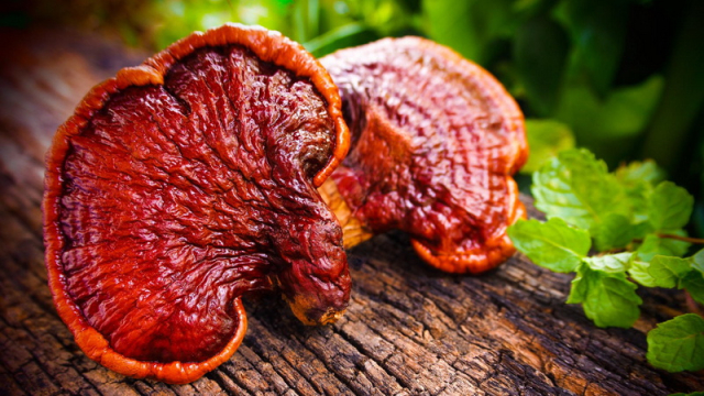 Šta je adaptogen i najbolje kineske adaptogene biljka | Priroda na dar ...