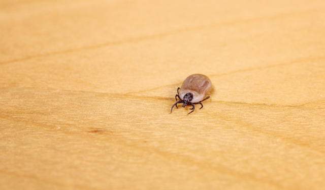Ujed krpelja, bakterija Borrelia i autoimune bolesti