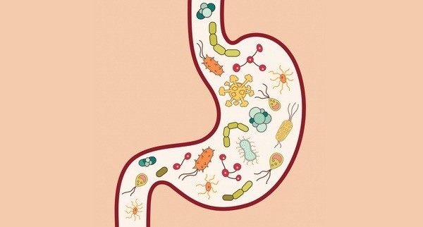 Šta je mikrobiom - crevna flora i kako utiče na naše zdravlje