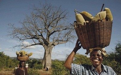 Kako nam pomaže za ojačavanje imunitete Baobab - Afričko drvo života?