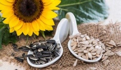 Semenke suncokreta - lekovita svojstva suncokretovih semenki