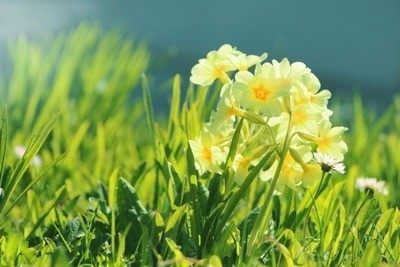 Jagorčevina (Primula acaulis) i kako da se rešite astme uz jagorčevinu