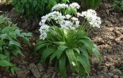 Sremuš ili medveđi luk (Allium ursinum) - biljka sa puno lekovitih svojstava