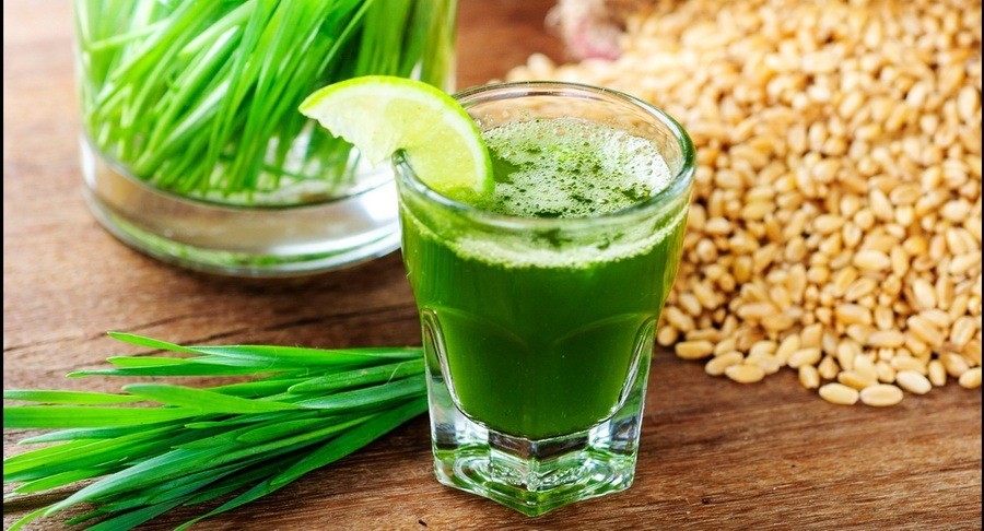 Zeleni sok od Spelte - šta leči sveži sok Spelta pšenice