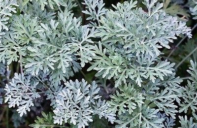 Večno zdravlje uz pelen (Artemisia absinthium)