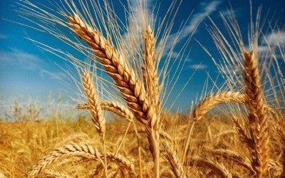 Zašto je pšenica (Triticum spp.) tako bitna za našu ishranu