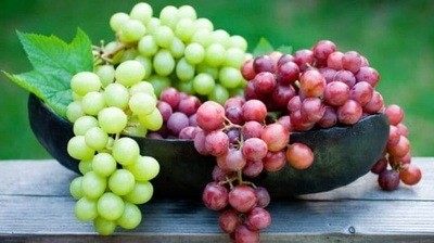 Kako grožđe (Vitis vinifera) utiče na zdravlje?